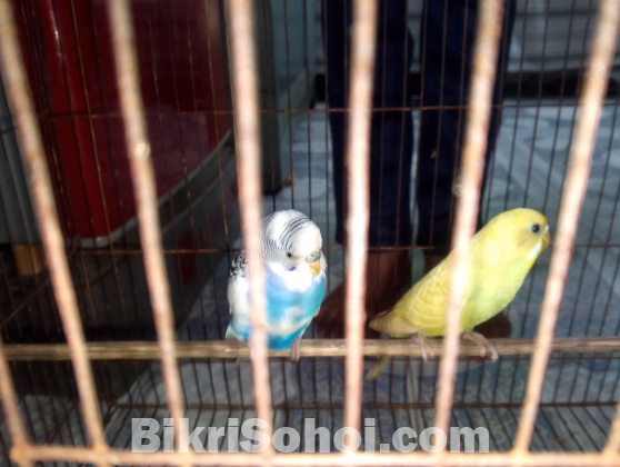বাজিগর পাখি